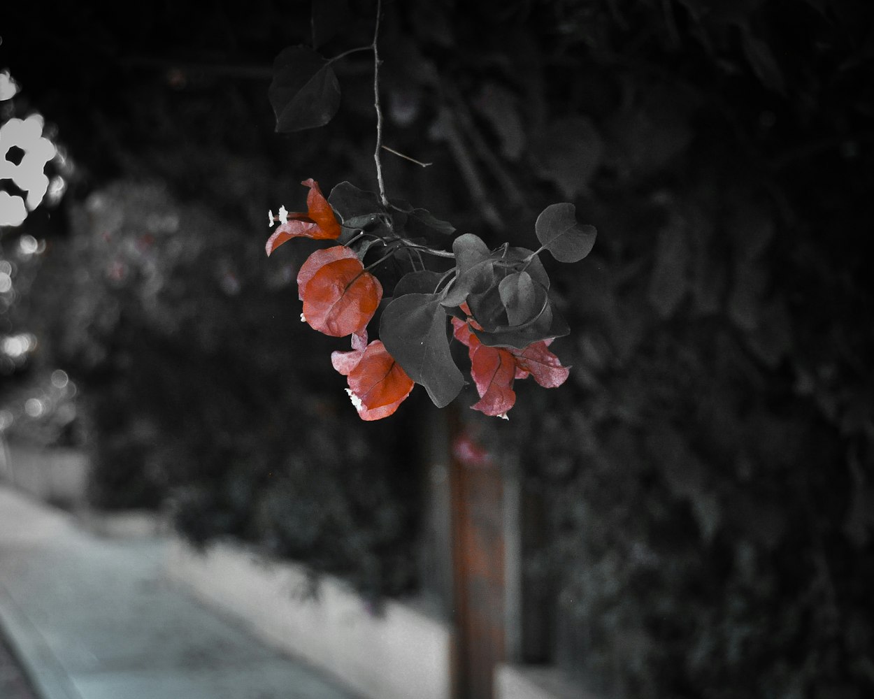 动漫帅哥头像探秘,魅力四溢的动漫图片头像之旅