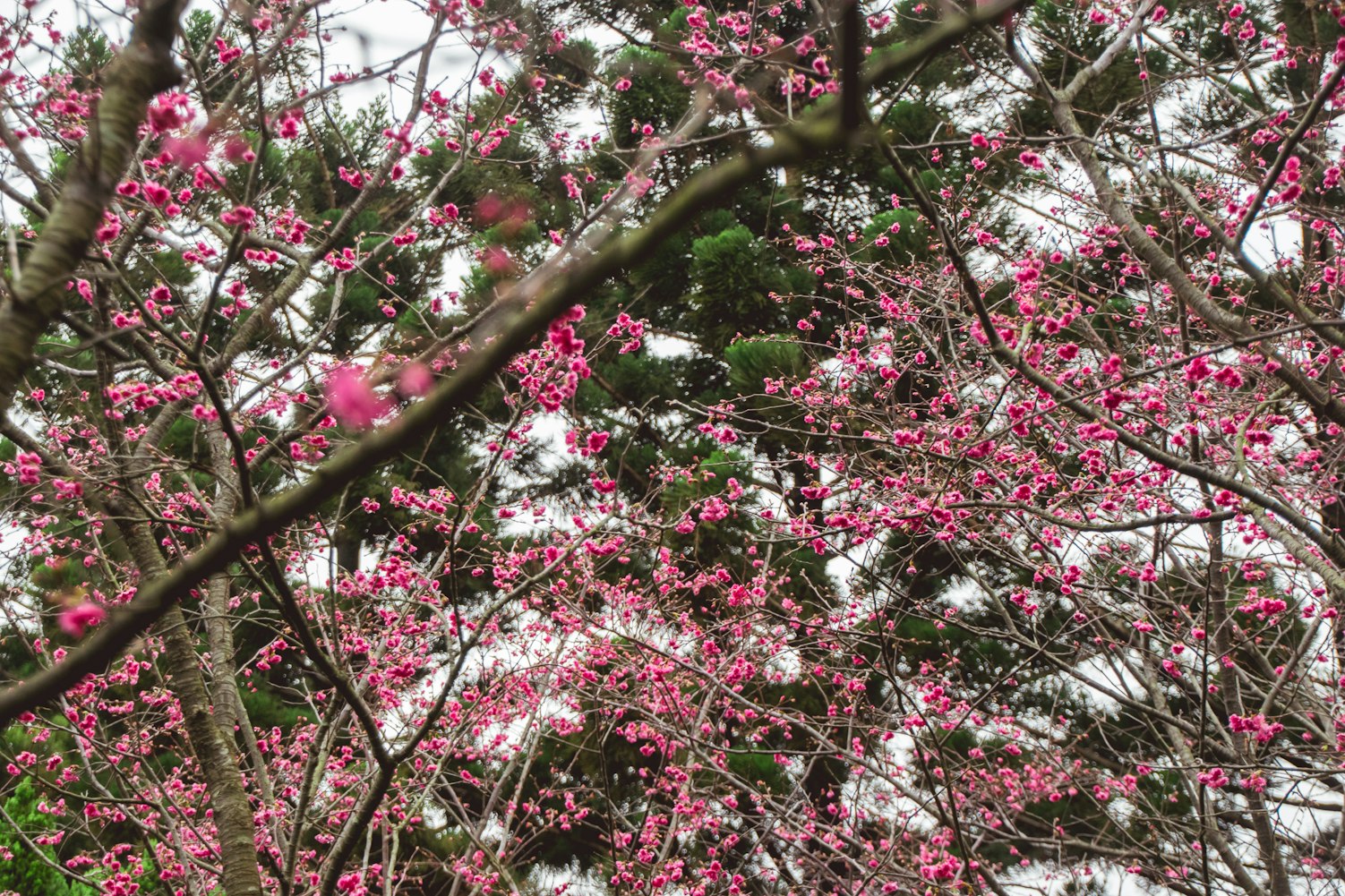 樱花校园最新版本的探索与体验之旅