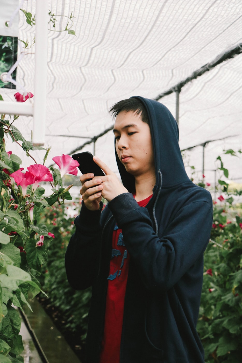 花谢花飞花满天,视觉与情感的盛宴——免费观看电视剧完整版