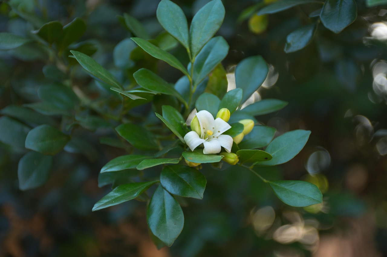 第九号台风最新动态,影响及应对措施详解