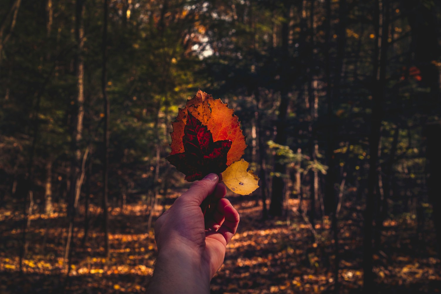 探索未知领域的冒险之旅,偷偷撸2015最新版