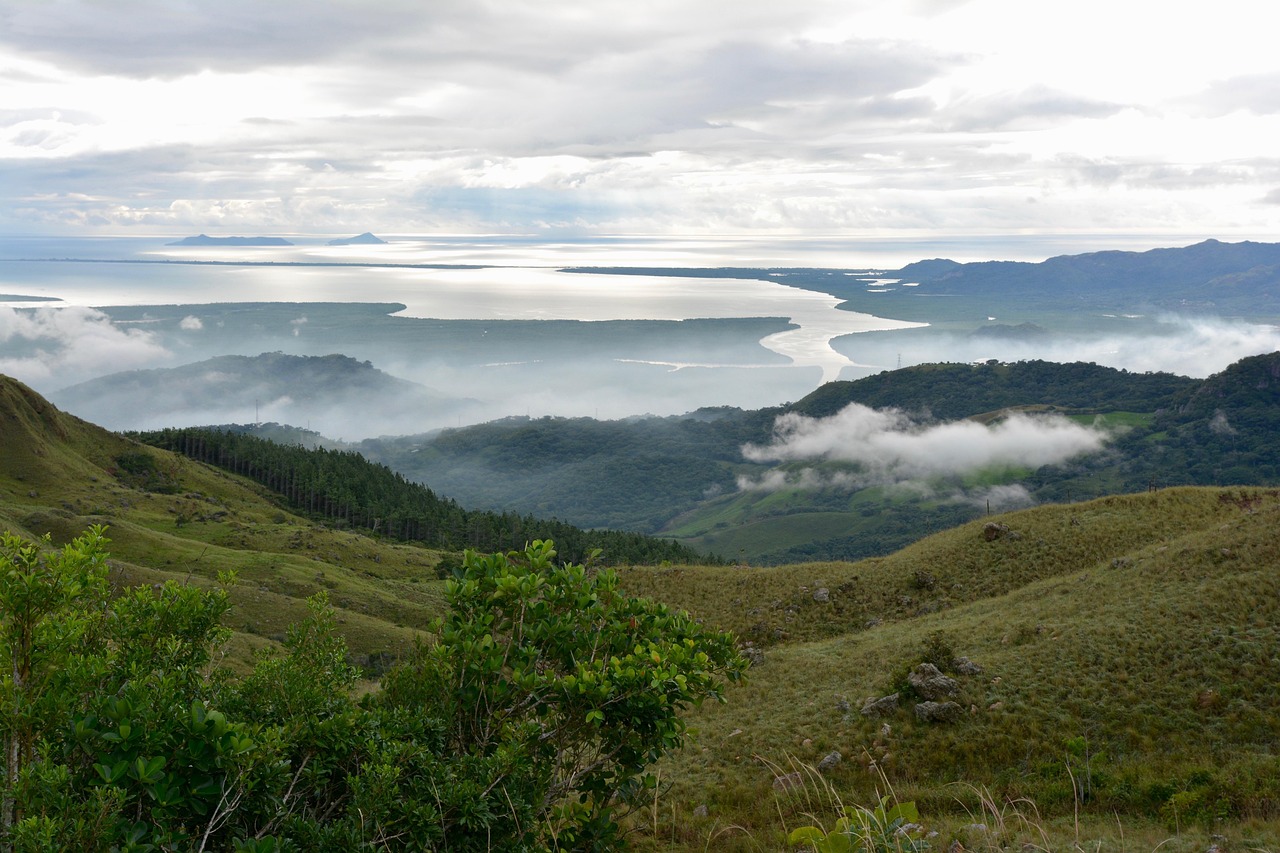 生猪行情论坛,洞悉市场动态,共谋产业发展之道