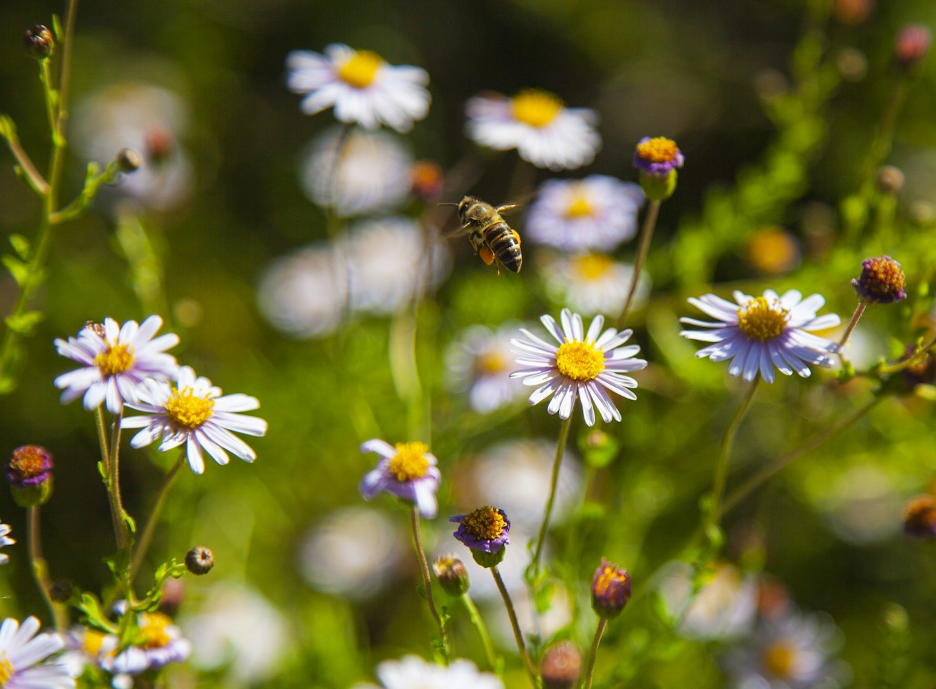 青青草最新视频,自然之美与娱乐新潮的探索