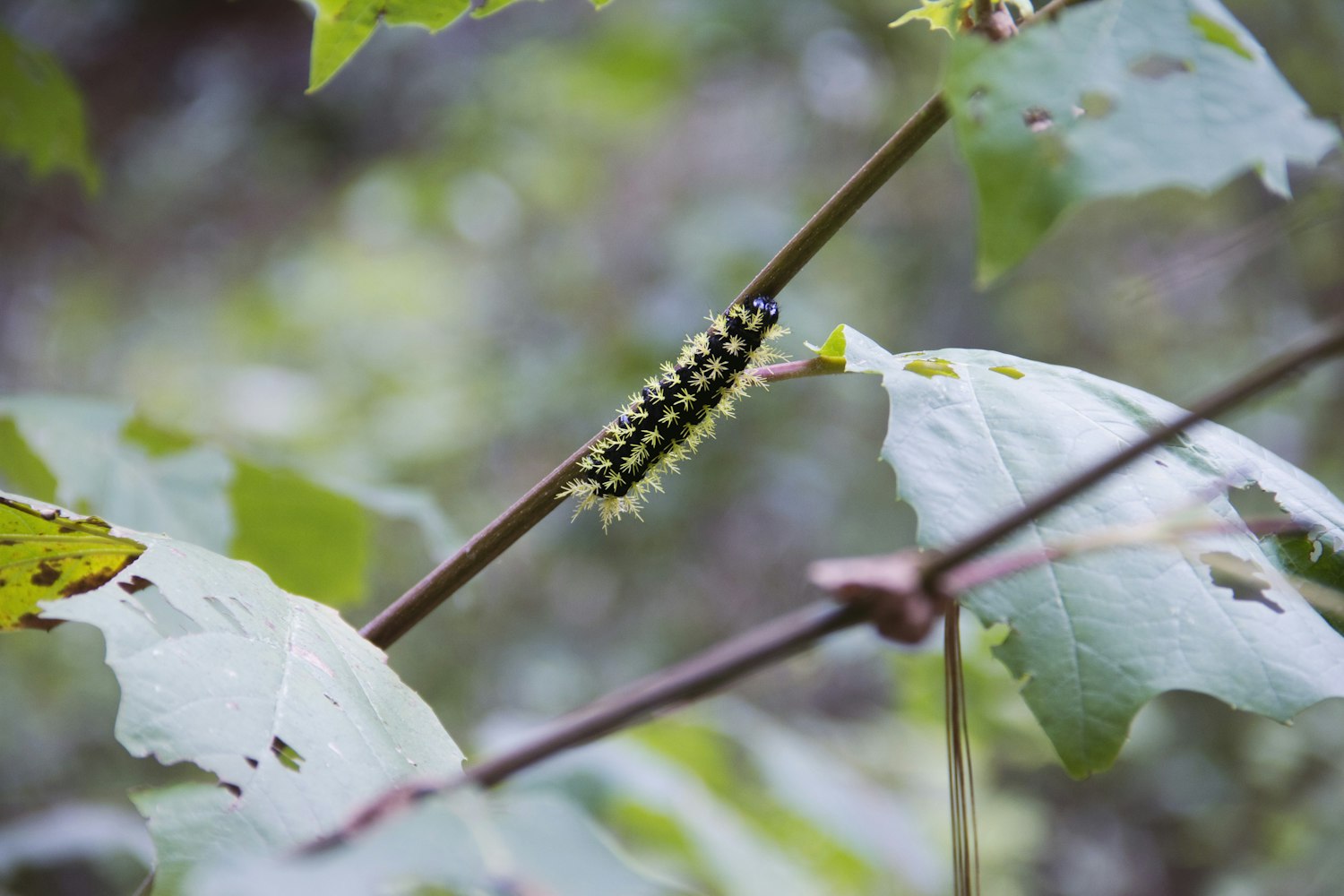 云剑晨最新动态，探索前沿科技，引领未来之光