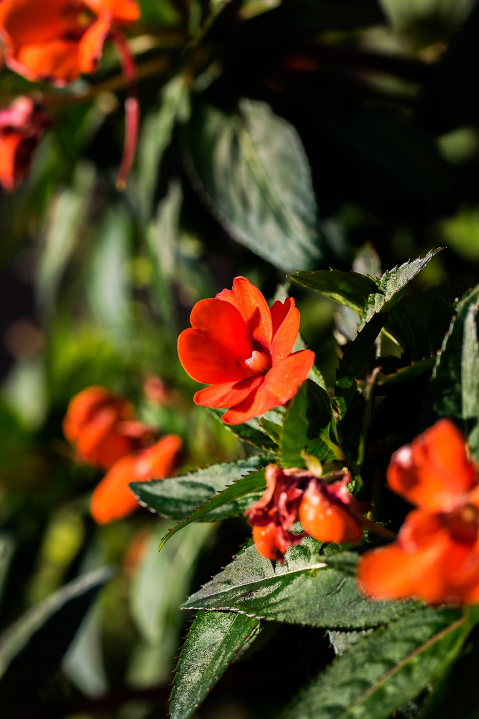 海棠动漫,艺术之美与创作激情的绽放