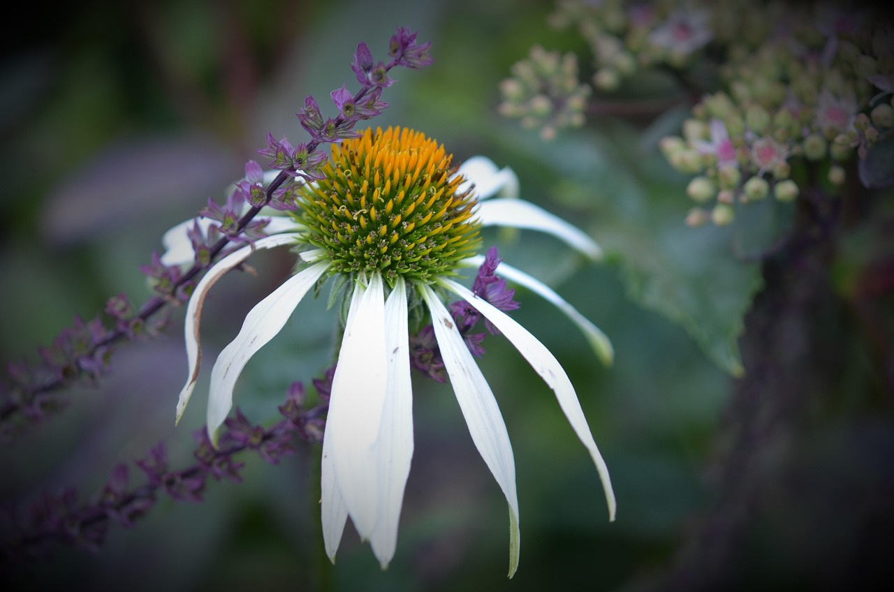 春花保姆最新章节，生命之花的绽放