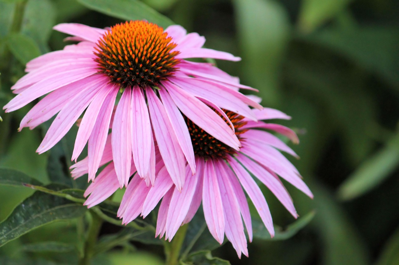 长寿花新品种惊艳亮相，展现生命新美篇章
