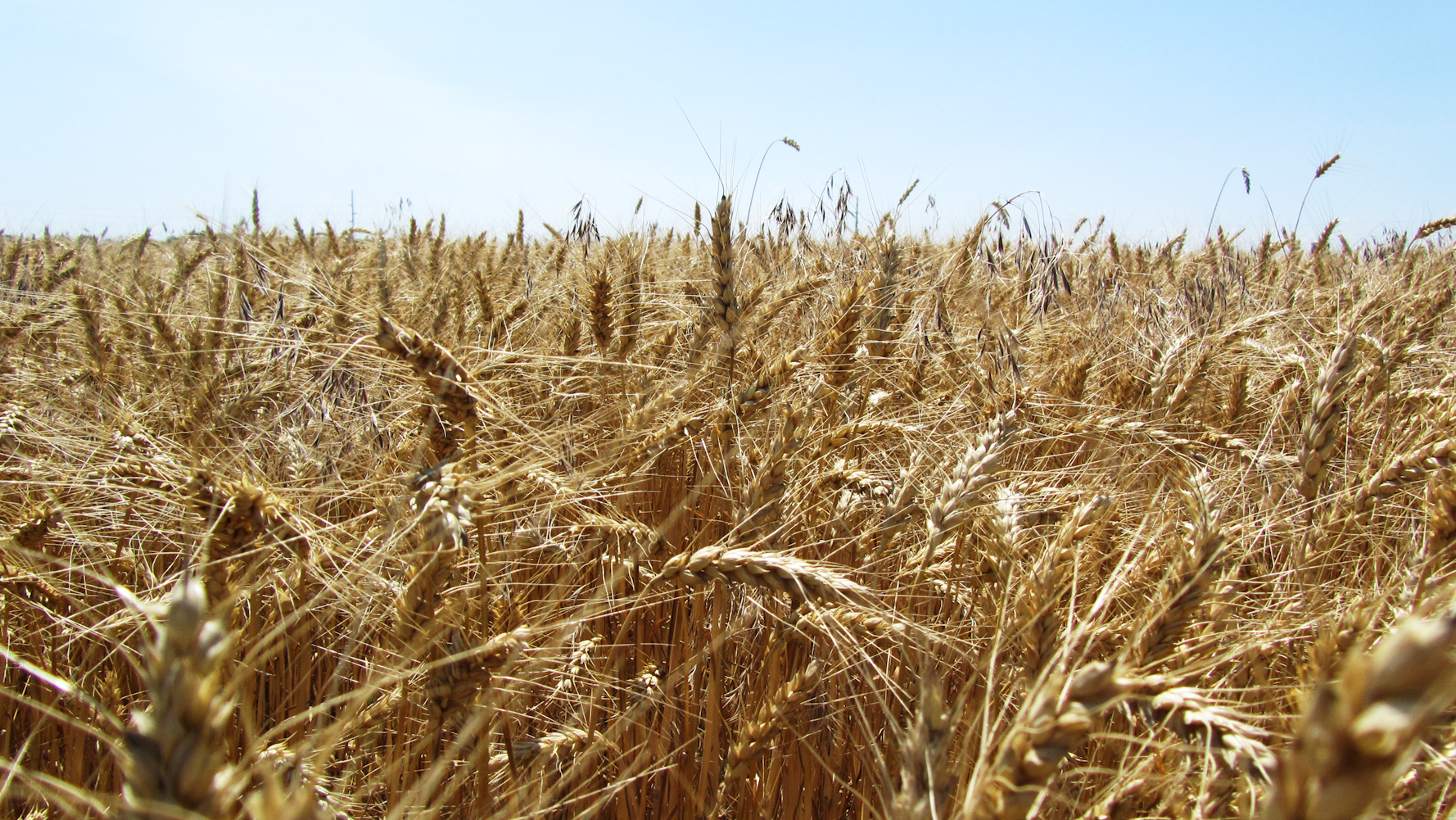 今日小麦价格行情分析与走势预测