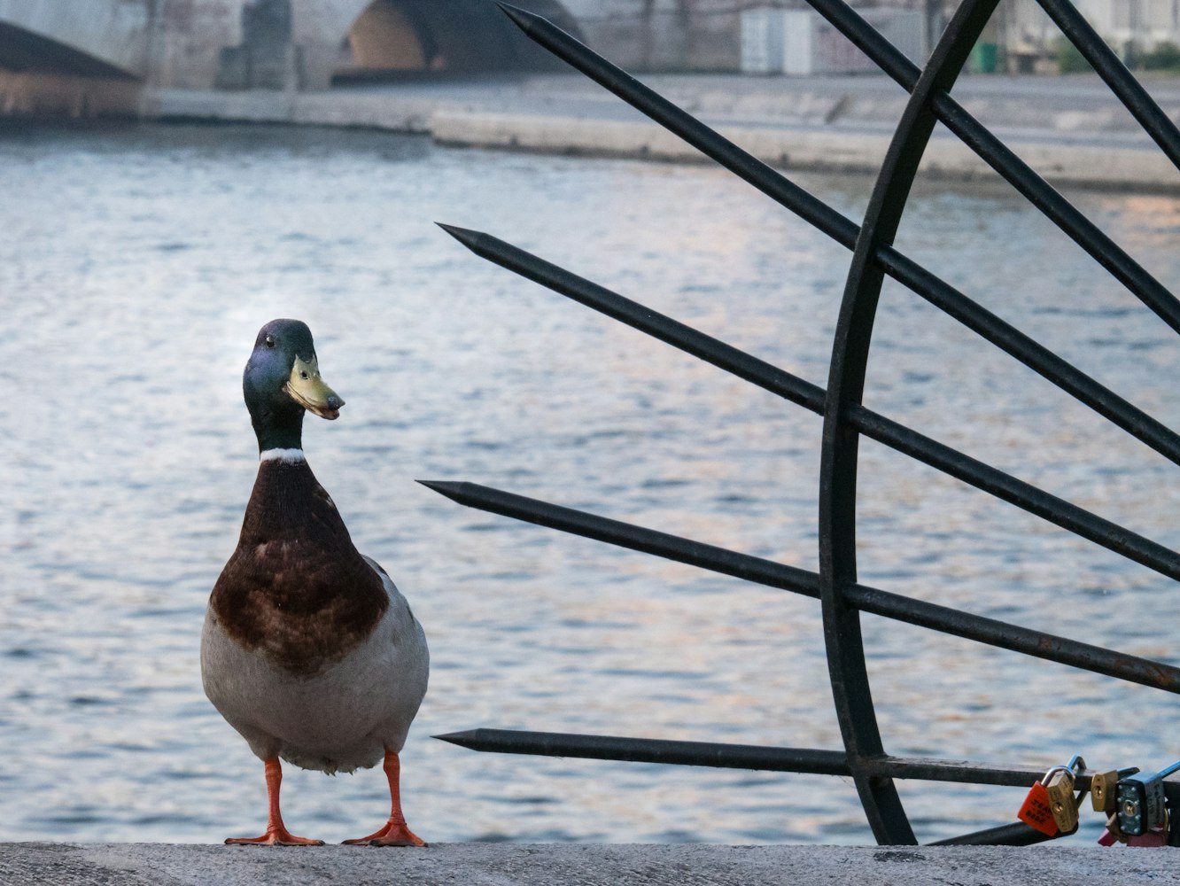 最新四鸭CP，现代流行文化的新疆界探索