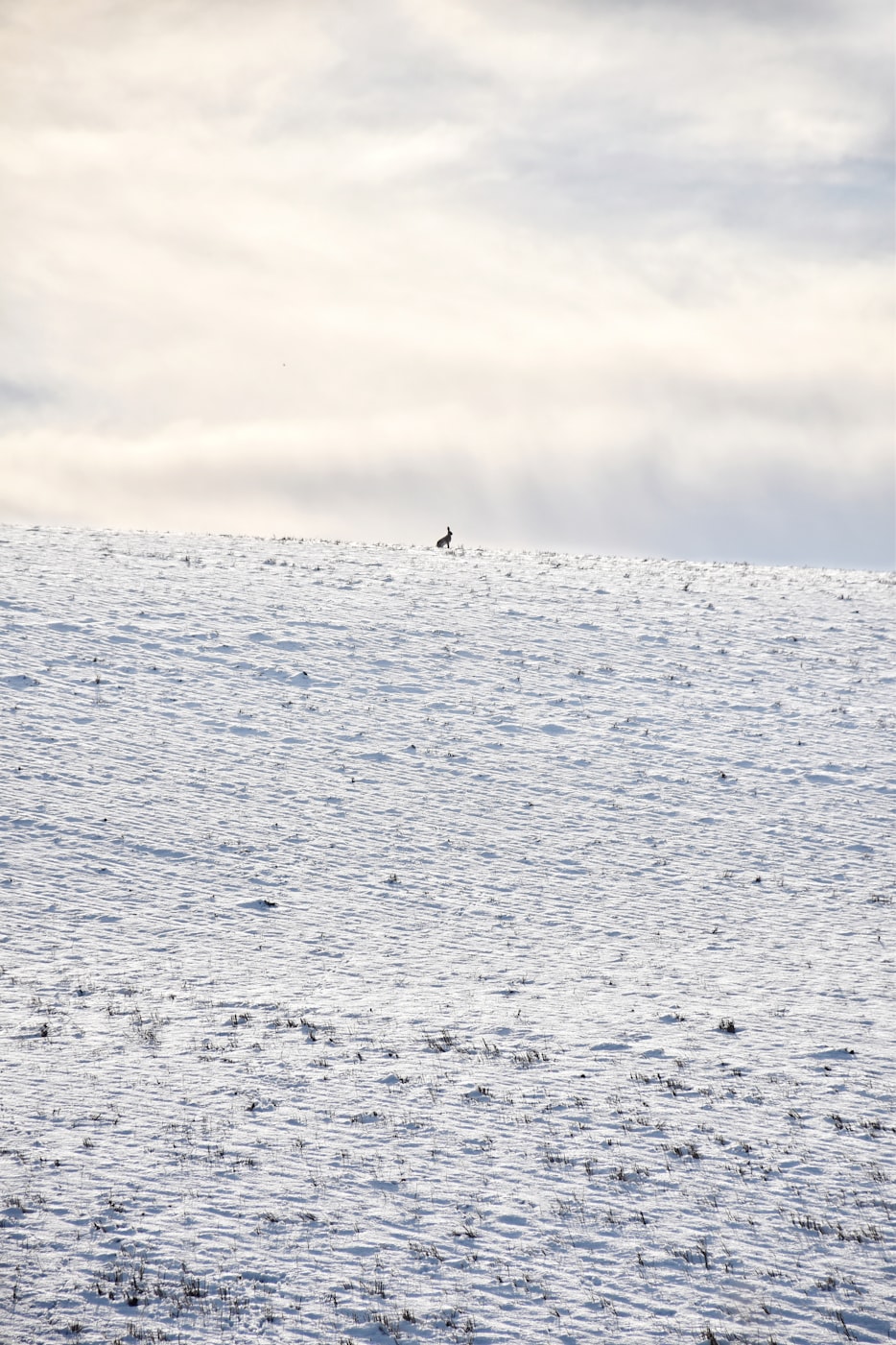 欧洲最新疫情动态，挑战与希望并存