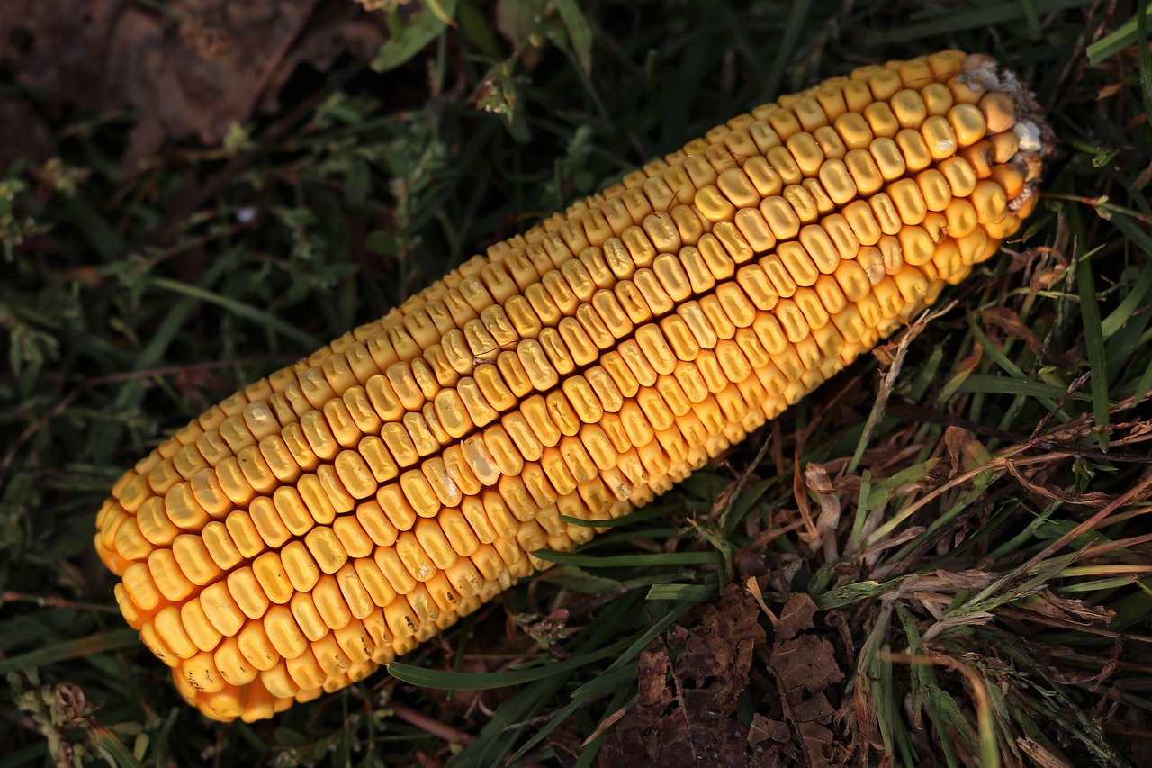 山西玉米最新价格动态分析与行情概述