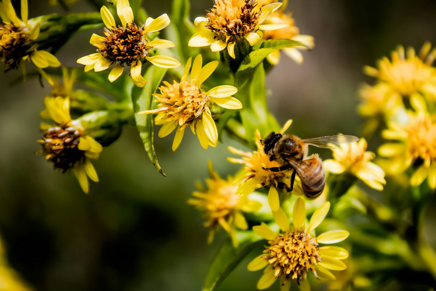 济宁皇营东郡最新动态，城市瞩目焦点，区域发展新动向