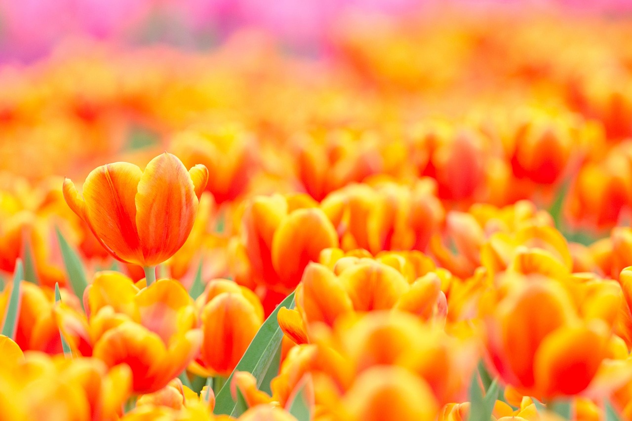 最新花店,绽放的美丽与艺术之花