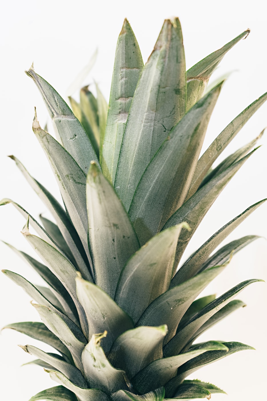 释迦果上市，热带美味的盛宴与农业发展的繁荣盛事