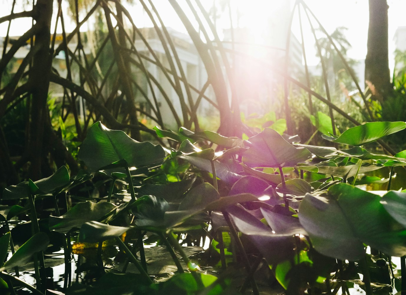 科技与生态的完美结合，青苹果上市引领新时代潮流