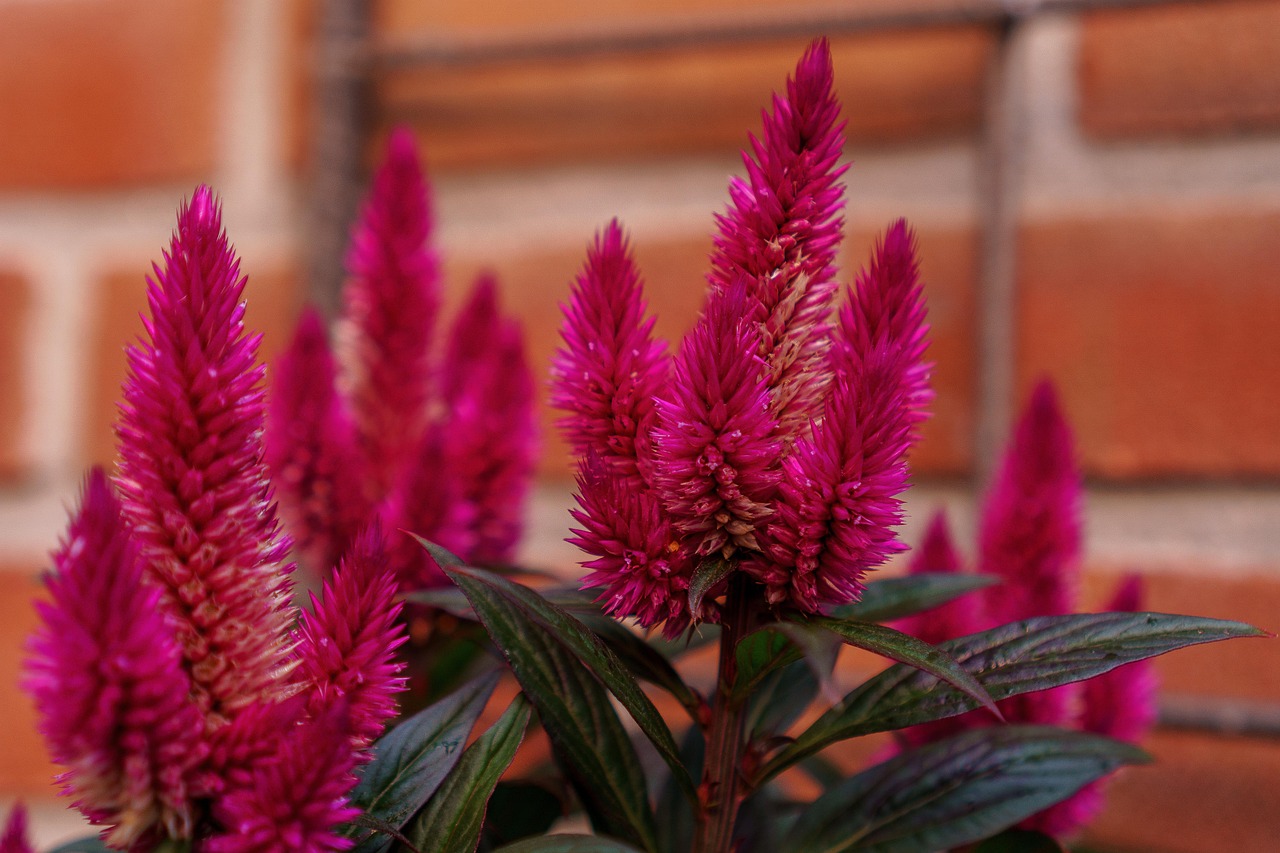 临沭北城花园最新动态揭秘,最新进展与动态更新