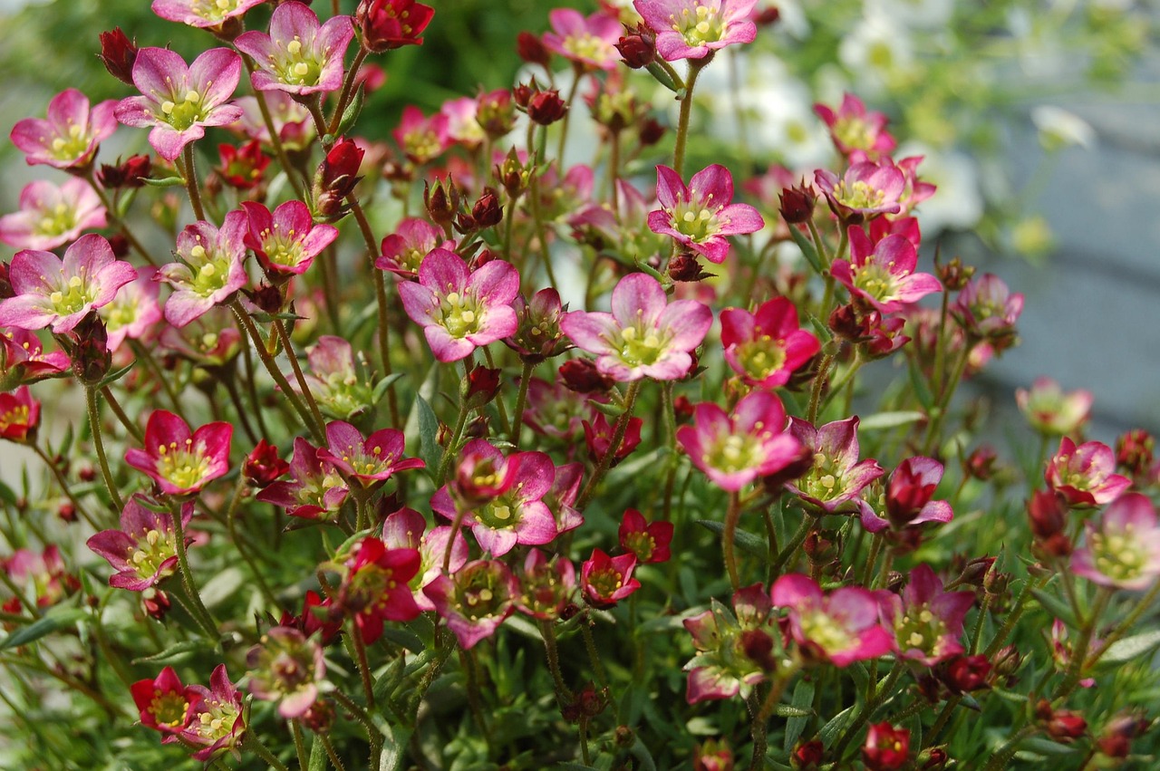 电视局梅花儿香,绽放人生勇气与希望之花