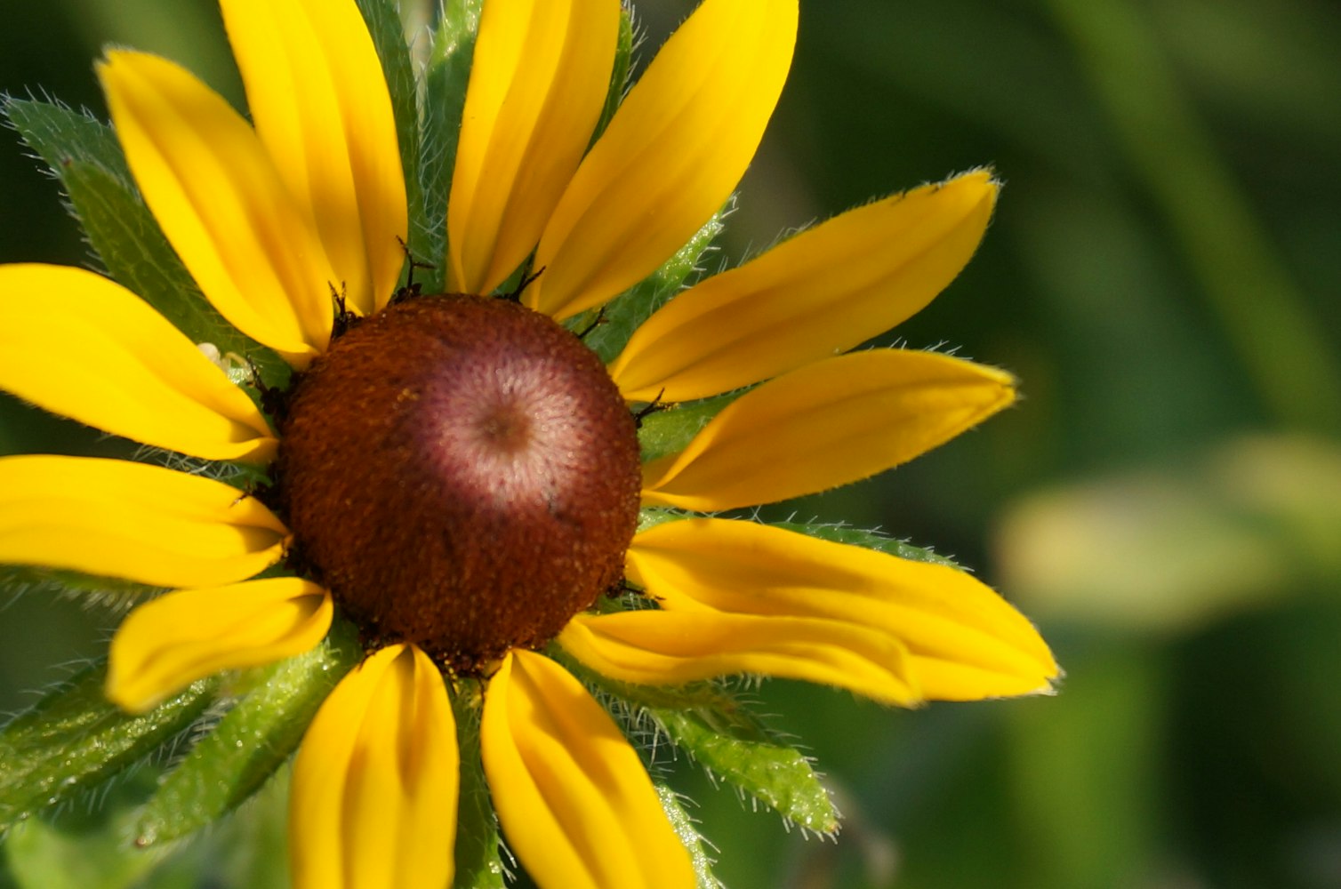 范冰冰最新动态,全球闪耀,引领时尚潮流之巅
