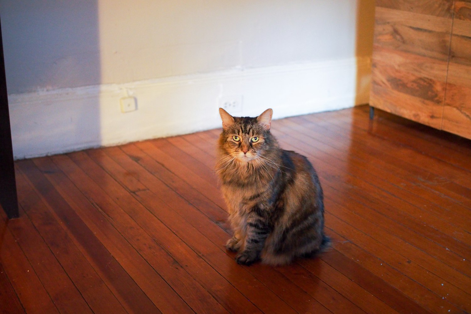 猫猫窝最新网址,探索虚拟宠物世界的全新门户门户,开启你的宠物世界之旅!