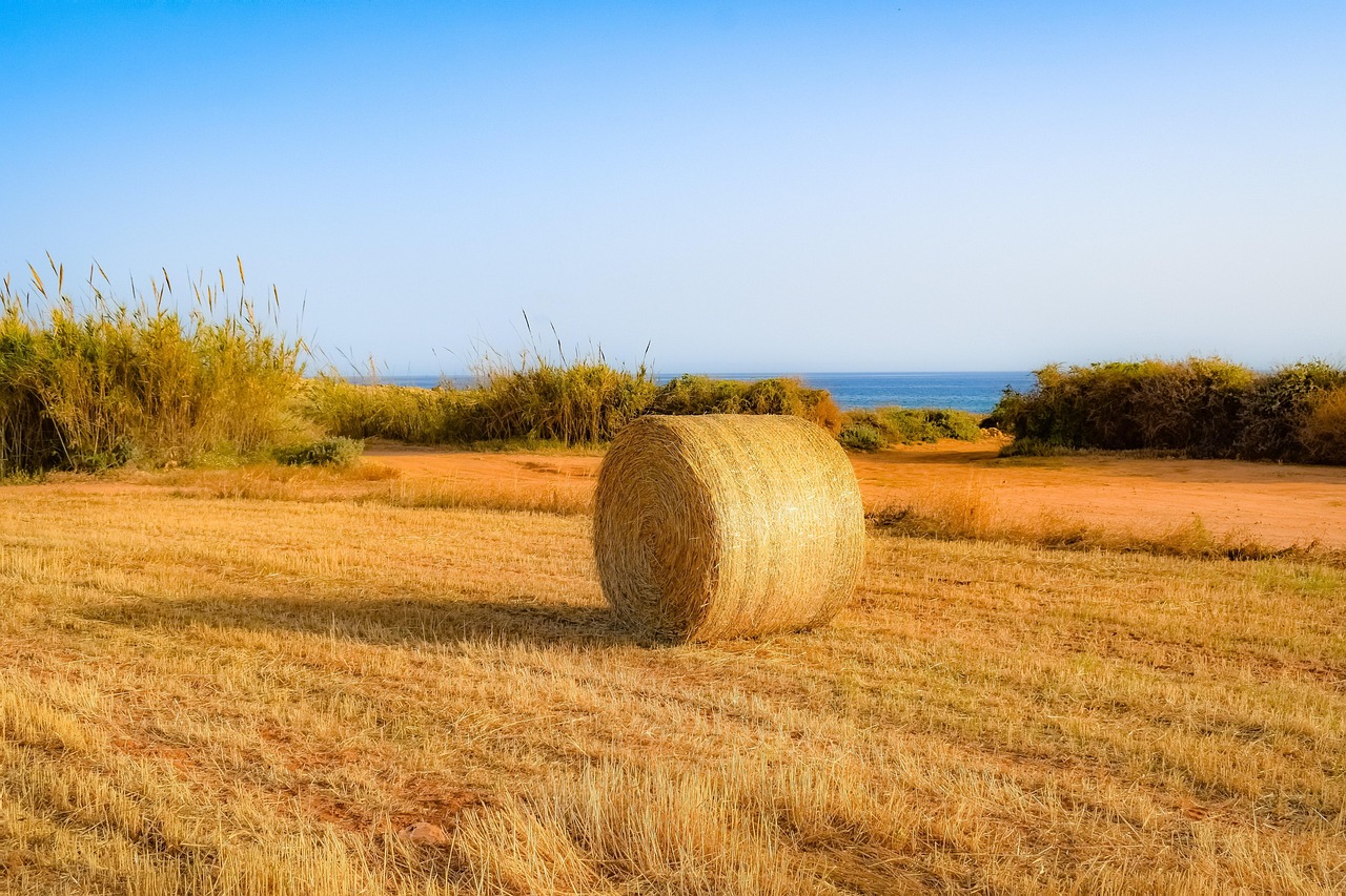 今日麦子最新价格及市场走势与影响因素深度解析