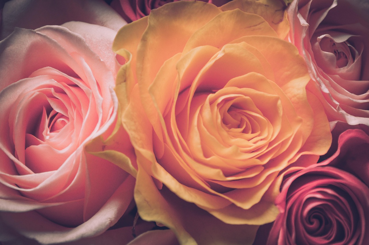 最新百合小说精选，情感世界的微妙美好探索